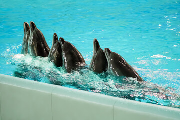 Graceful Dolphins Performing in Aquatic Show with Spectacular Splashes and Vibrant Water Background