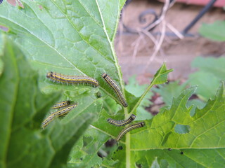 orugas de Ascia monuste