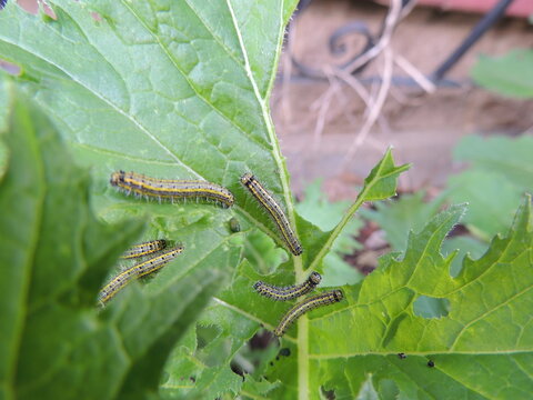orugas de Ascia monuste