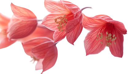 A trio of pink flowers stands out beautifully against a dark black backdrop, highlighting their soft petals and colors.