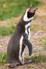 Magellanic penguin with blood on his face after fighting over his mate with another male.