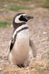 Beautiful Penguin with black spots.