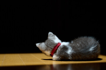 Obraz premium 横になる子猫