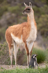 Beautiful coexistence between a Magellanic Penguin and a Guanaco in Patagonia, Argentina.