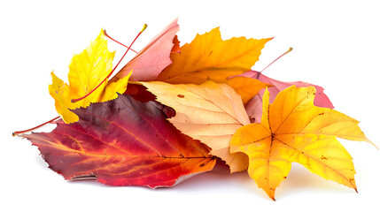 colorful leaves with white background