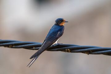 Barn Swallow before migration, Hirundo rustica, Spain