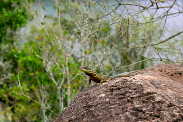 lizard on the rock