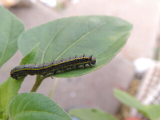 oruga de Pieris brassicae