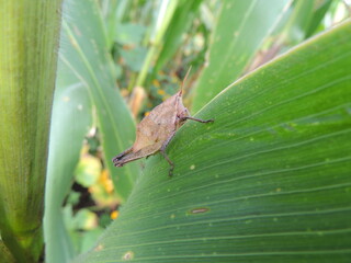 Sphenarium purpurascens