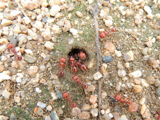 Pogonomyrmex californicus