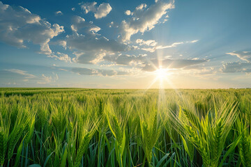 A field of green grass with a bright sun in the sky.,
