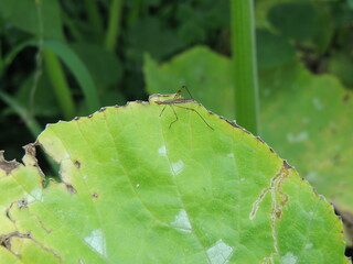 insecto asesino