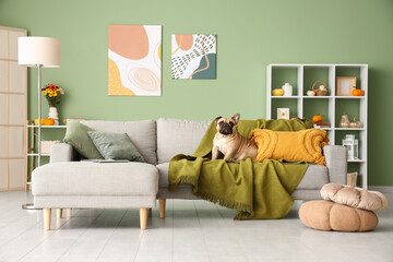 Cute French bulldog sitting on sofa in living room with autumn decorations