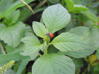 Hippodamia undecimnotata