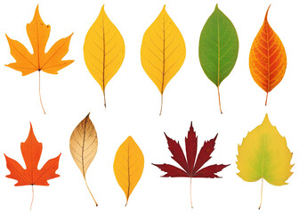 A collection of autumn leaves in various shapes and sizes