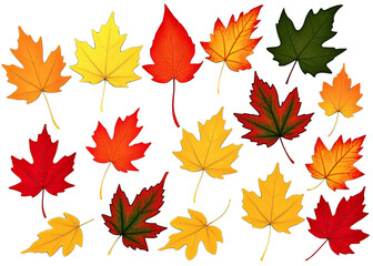 Fototapeta premium A collection of autumn leaves in various colors, including red, yellow