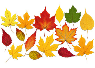A collection of autumn leaves in various colors, including red, yellow