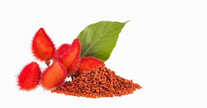 Pile of organic annatto seeds - Seasoning and red food coloring. Bixa Orellana