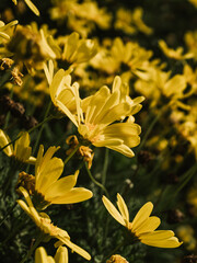 Fototapeta premium Yellow daisies in the garden