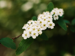 White flowers in the garden