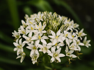 White flowers in the garden
