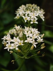 White flowers in the garden
