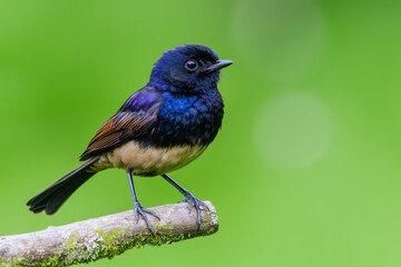 Naklejka premium A vibrant, small bird with dark blue and brown feathers perched on a mossy branch against a bright green background