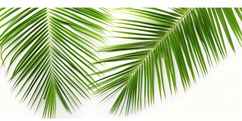 Obraz premium Close-up of green coconut palm leaves on white background. Isolated palm leaves have bright, delicate, and exotic texture. Fresh and lush foliage from tropical tree.