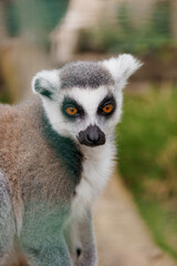 Captivating Close-Up of a Curious Lemur with Striking Orange Eyes