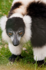 Majestic Black and White Lemur with Striking Orange Eyes Amidst Lush Green Grass