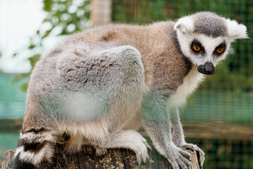 Captivating Close-up of a Ring-tailed Lemur in Natural Habitat, Showcasing Unique Fur Patterns and Expressive Eyes