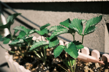 秋・冬に植える苺の苗