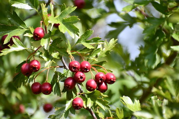 Hawthorn Berries on a bushel.