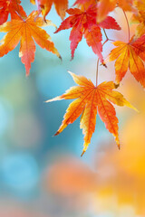 Maple leaves in autumn colors. Beautiful fall colors,  defocused image, bokeh background.