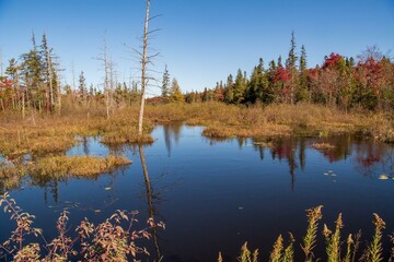 lake in the forest