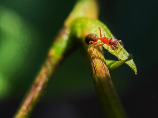 red ant on a leaf