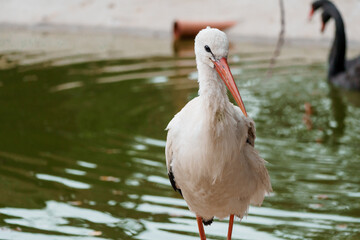 Majestic Stork Standing Gracefully at Water's Edge in Natural Habitat