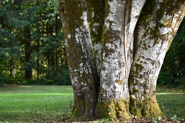 Beautiful tree in well kept park. Huge multi pronged trunk.