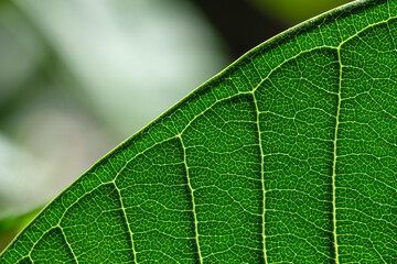 green leaf macro