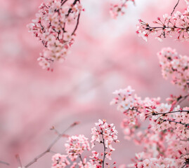 Soft pink background with central blank space, edged by gently curving branches cherry blossoms