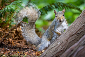 Gray squirrel closeup - Powered by Adobe