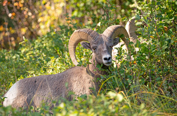 Bighorn sheep ram male with large horns in the Rocky Mountains, USA