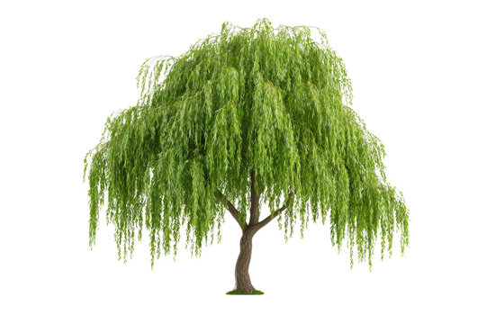 Willow tree with lush green leaves, isolated on a white background. isolated on transparent background.