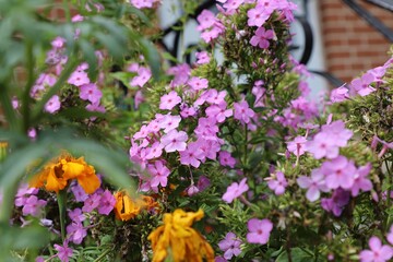 Autumn flower in bloom with multiple color 