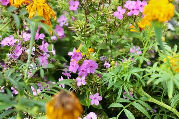 Autumn flower in bloom with multiple color 