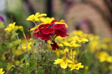 Obraz premium Lanai Magenta Flower or with other flower in frame with each other vibrant colors