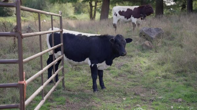 black and white cows