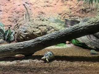 A tortoise exploring its desert habitat with rocks and vegetation in the background during daylight hours