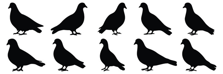 Pigeon silhouette set vector design big pack of bird illustration and icon