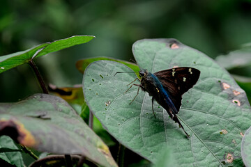 Obraz premium butterfly